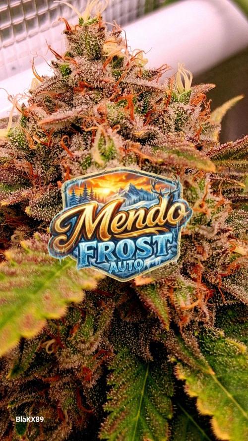 Mendo Frost Auto ❄️ 🏆. Week 10