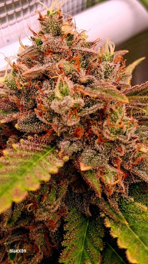 Mendo Frost Auto ❄️ 🏆. Week 10