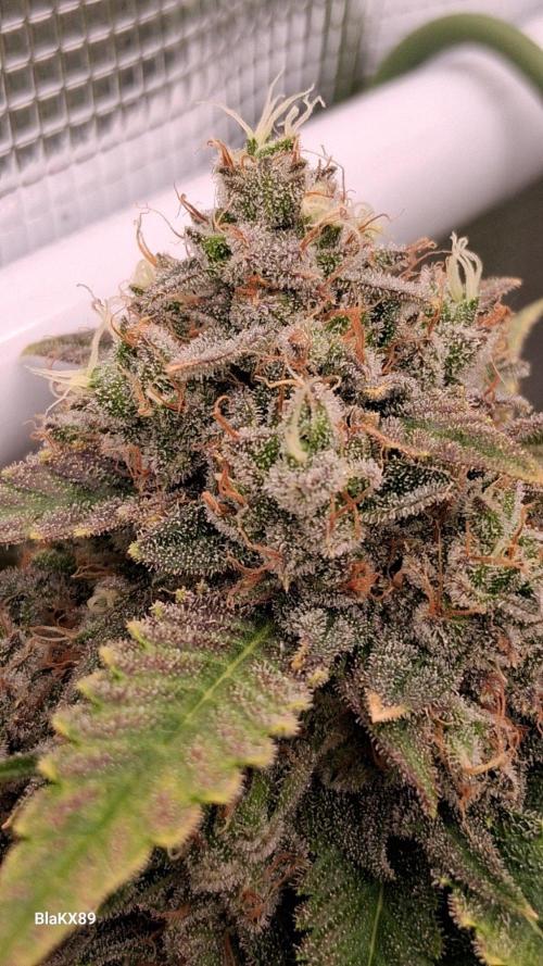 Mendo Frost Auto ❄️ 🏆. Week 10