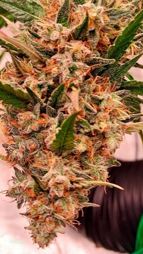Guava Runtz Auto - Champion Line 🏆. Week 10