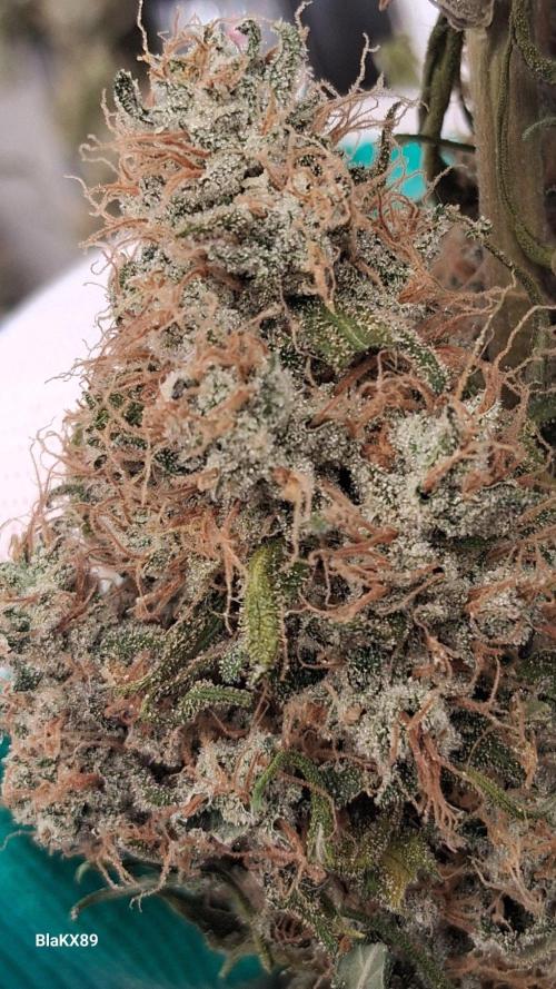 Guava Runtz Auto - Champion Line 🏆. Week 10