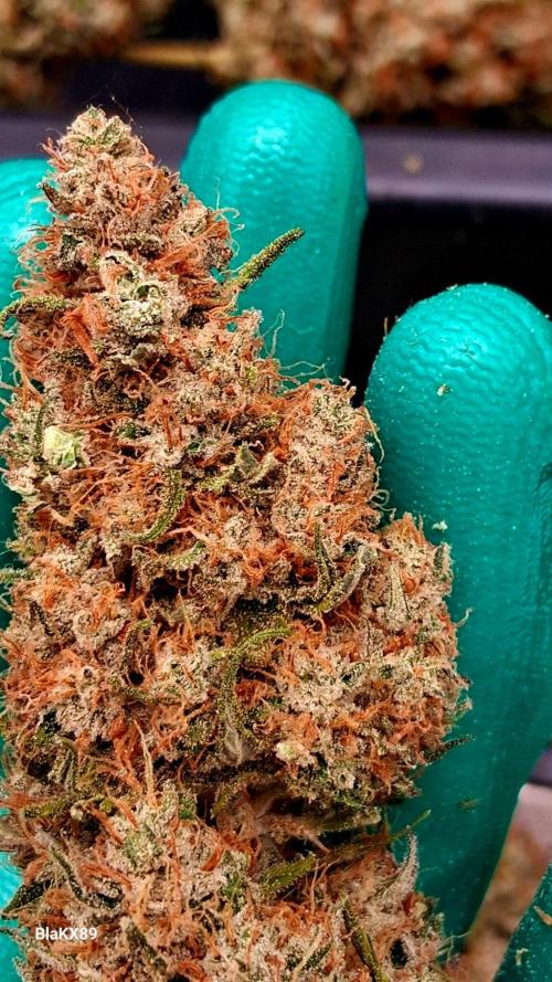 Guava Runtz Auto - Champion Line 🏆. Week 10