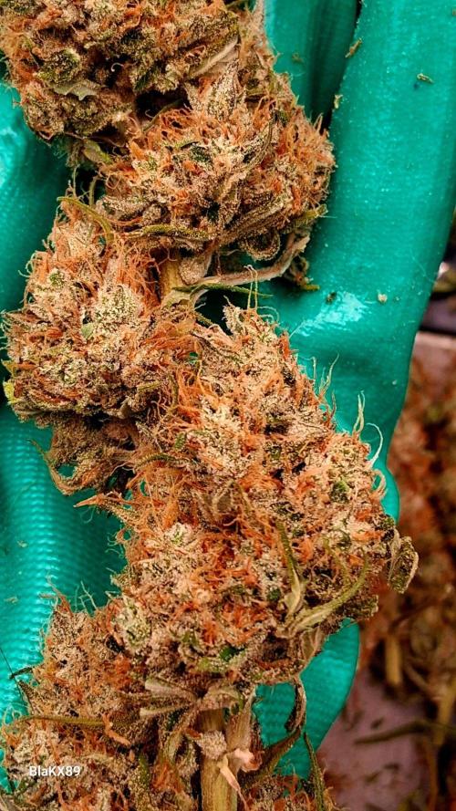 Guava Runtz Auto - Champion Line 🏆. Week 10
