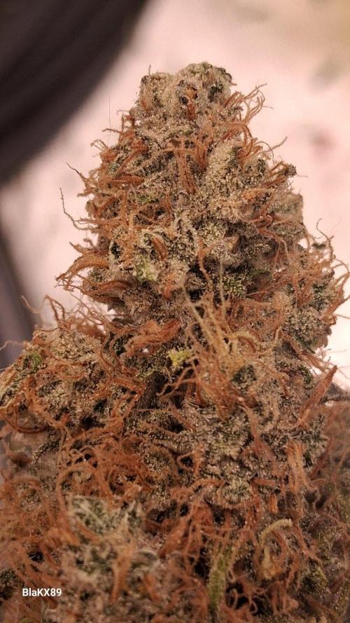 Guava Runtz Auto - Champion Line 🏆. Week 10
