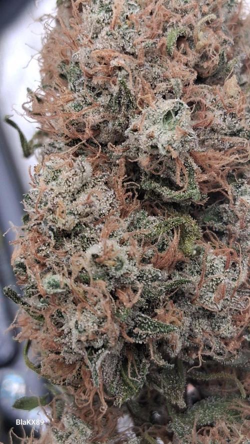 Guava Runtz Auto - Champion Line 🏆. Week 10