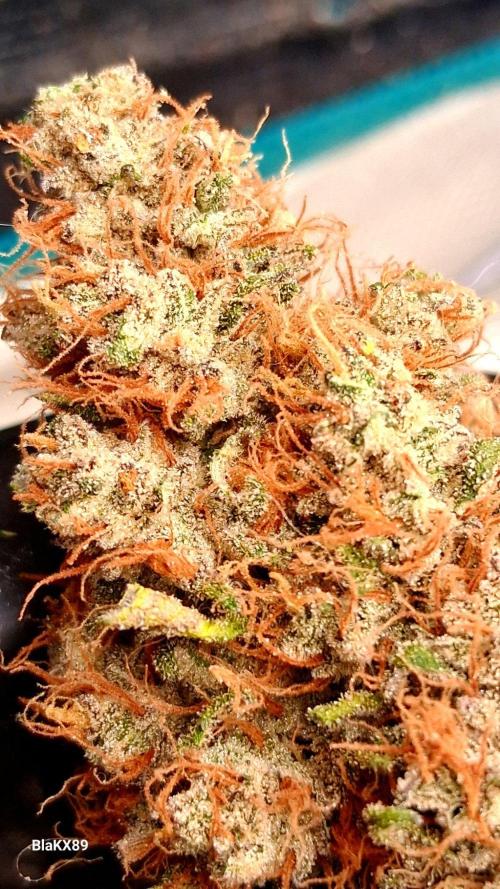 Guava Runtz Auto - Champion Line 🏆. Week 10