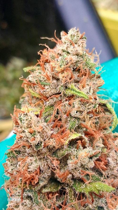 Guava Runtz Auto - Champion Line 🏆. Week 10