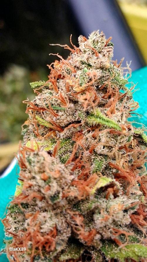 Guava Runtz Auto - Champion Line 🏆. Week 10