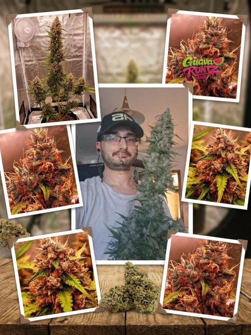 Guava Runtz Auto - Champion Line 🏆. Week 10
