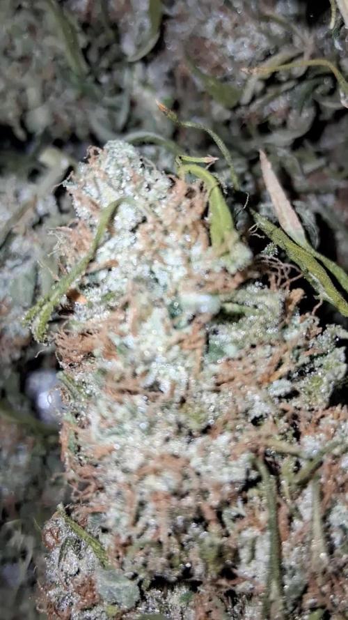 Guava Runtz Auto - Champion Line 🏆