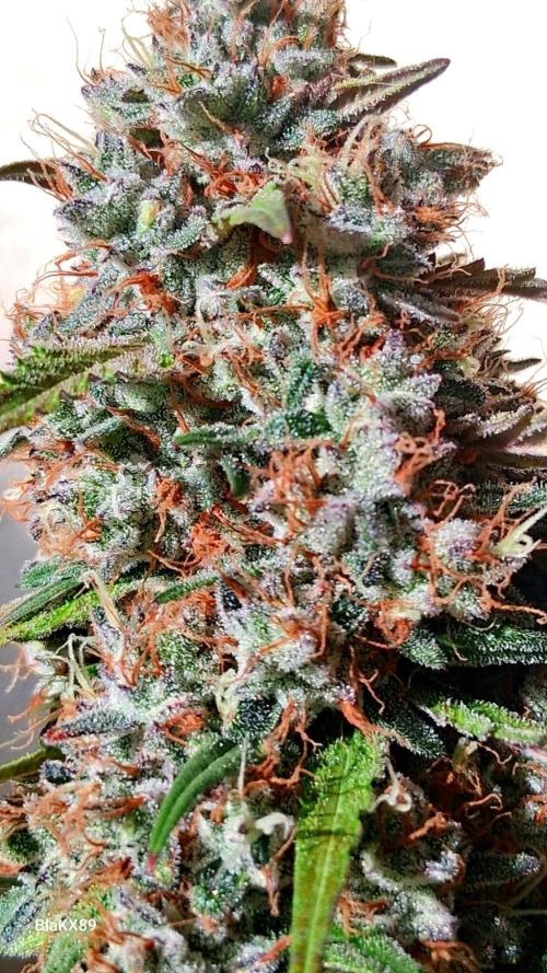 Guava Runtz Auto - Champion Line 🏆. Week 10