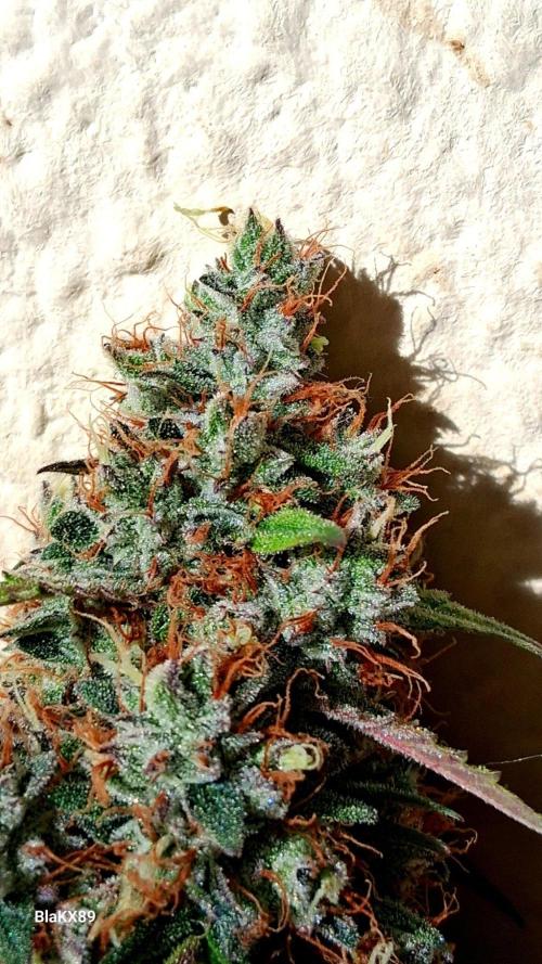 Guava Runtz Auto - Champion Line 🏆. Week 10