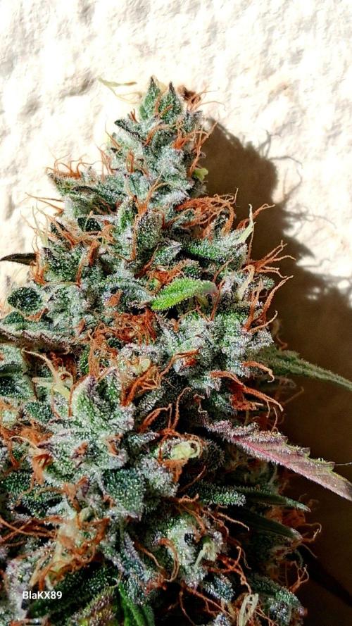 Guava Runtz Auto - Champion Line 🏆. Week 10
