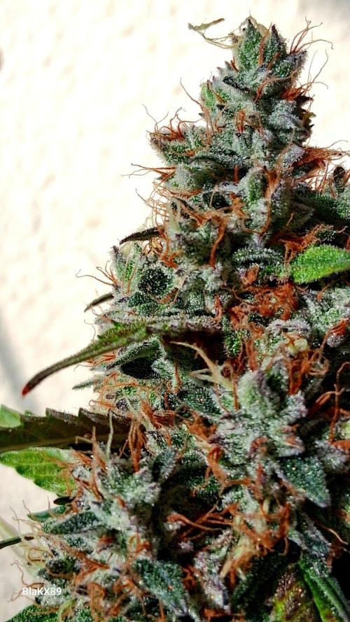 Guava Runtz Auto - Champion Line 🏆. Week 10