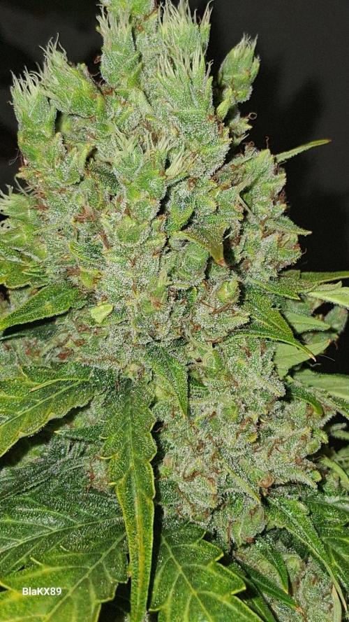 Banana Purple Auto | Paradise Seeds. Week 10