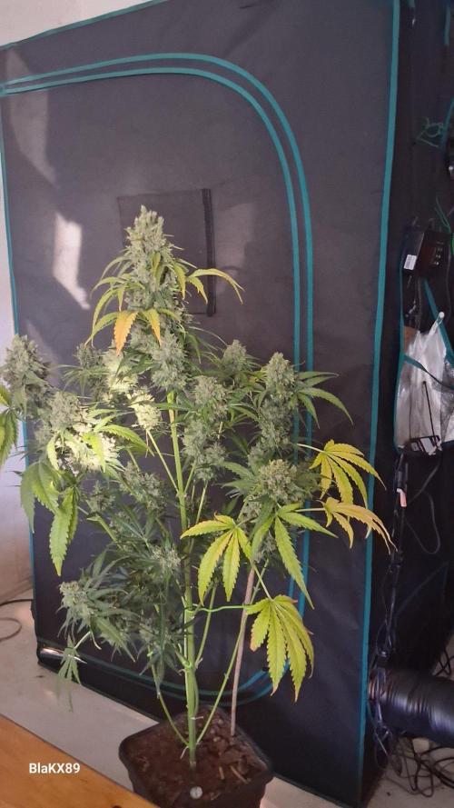 Banana Purple Auto | Paradise Seeds. Week 10