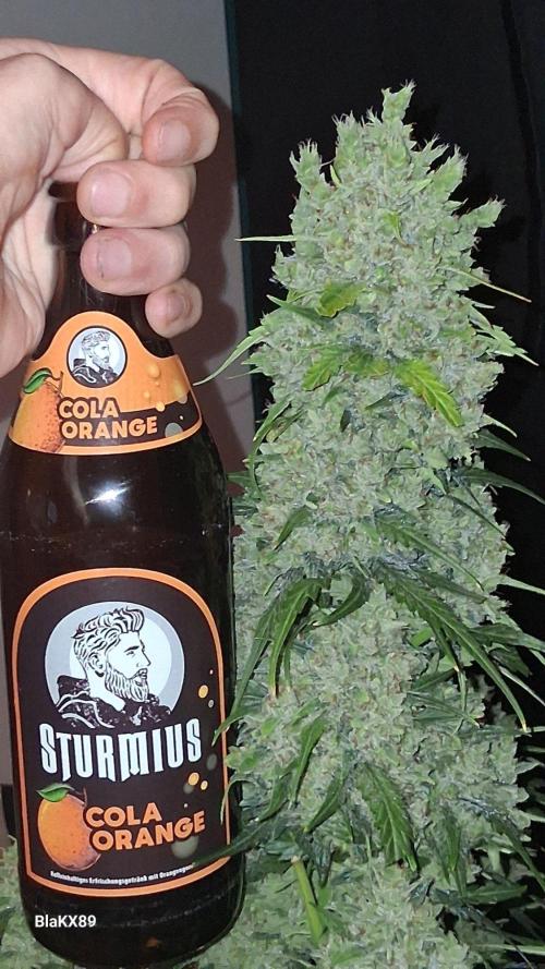 Banana Purple Auto | Paradise Seeds. Week 10