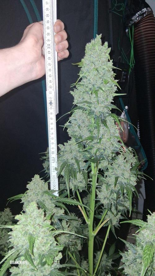 Banana Purple Auto | Paradise Seeds. Week 10