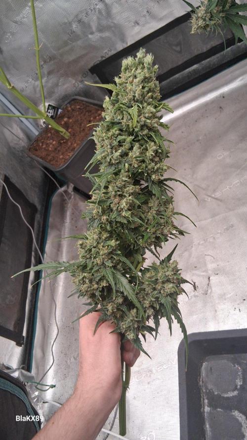 Banana Purple Auto | Paradise Seeds. Week 10
