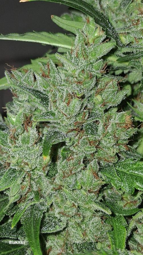 Banana Purple Auto | Paradise Seeds. Week 10