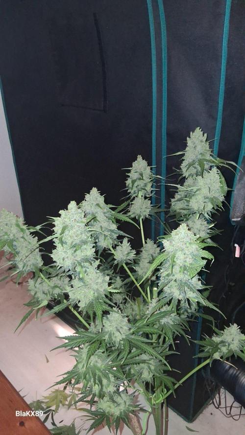 Banana Purple Auto | Paradise Seeds. Week 10