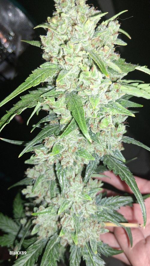 Banana Purple Auto | Paradise Seeds. Week 10