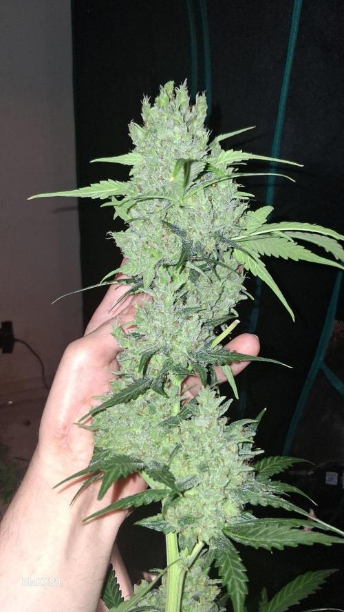 Banana Purple Auto | Paradise Seeds. Week 10