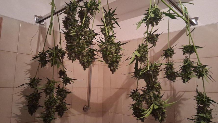 Banana Purple Auto | Paradise Seeds. Week 10