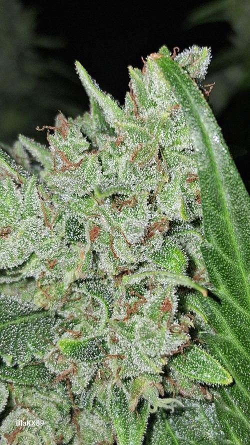 Banana Purple Auto | Paradise Seeds. Week 10