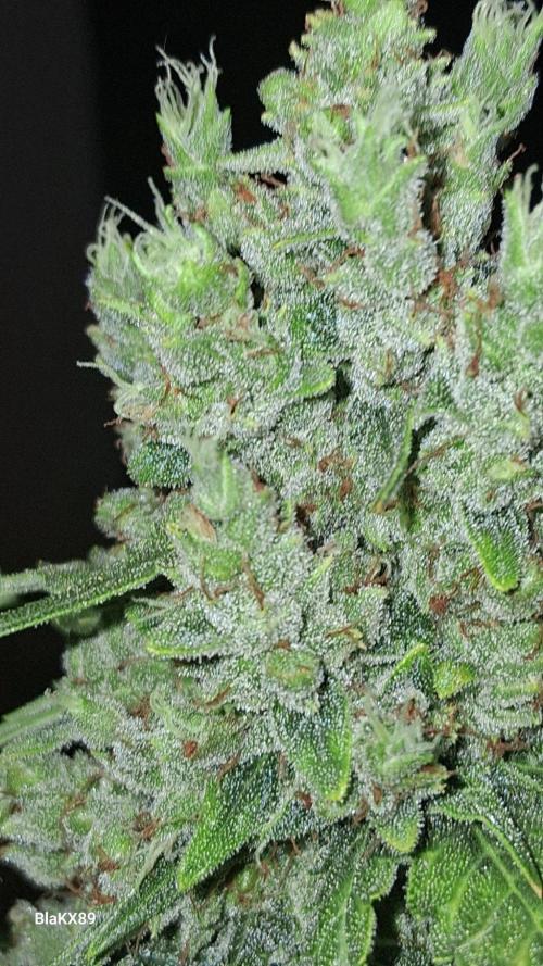 Banana Purple Auto | Paradise Seeds. Week 10