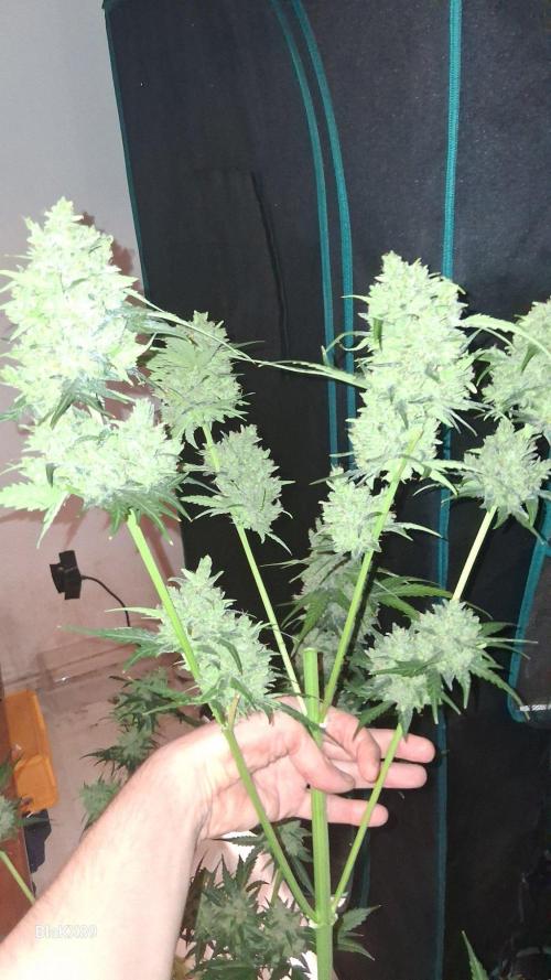 Banana Purple Auto | Paradise Seeds. Week 10
