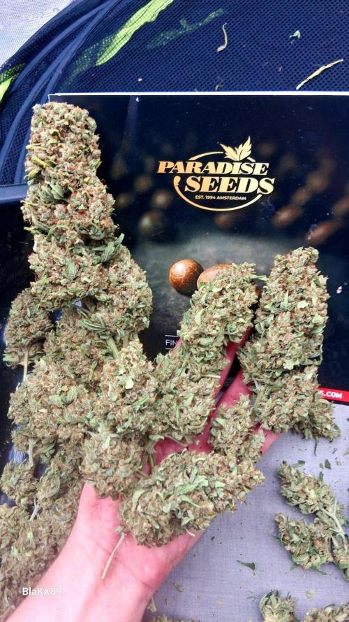 Banana Purple Auto | Paradise Seeds. Week 10