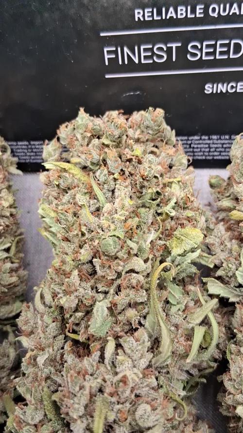 Banana Purple Auto | Paradise Seeds
