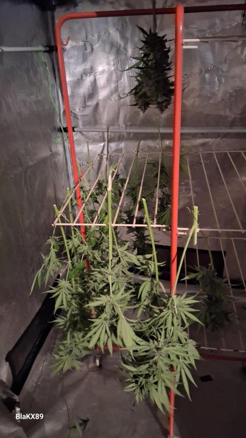 Mendo Frost Auto ❄️ 🏆. Week 10