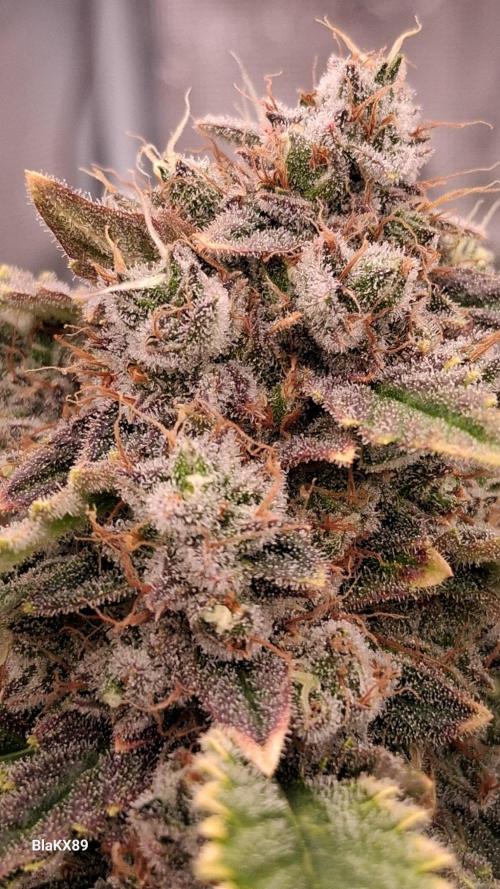 Mendo Frost Auto ❄️ 🏆. Week 10