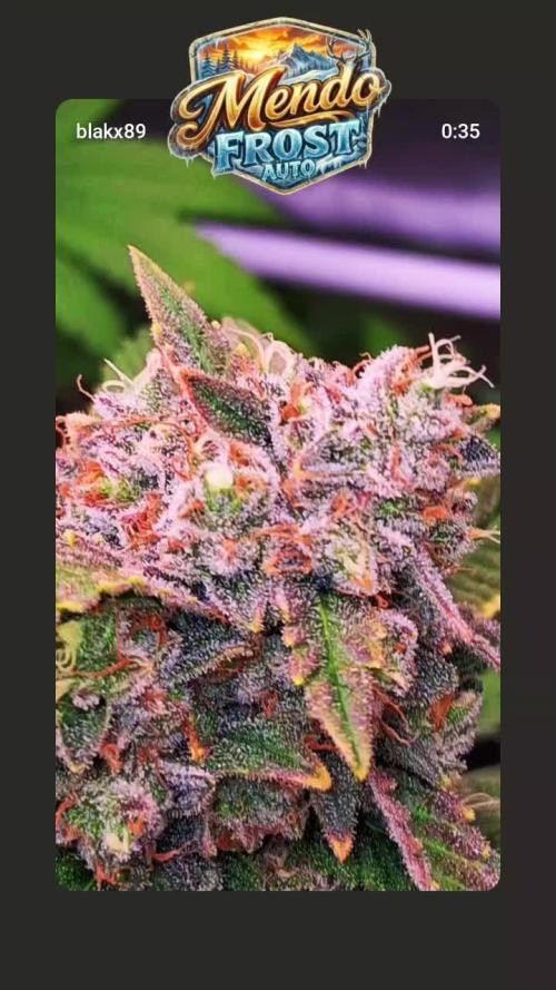 Mendo Frost Auto ❄️ 🏆