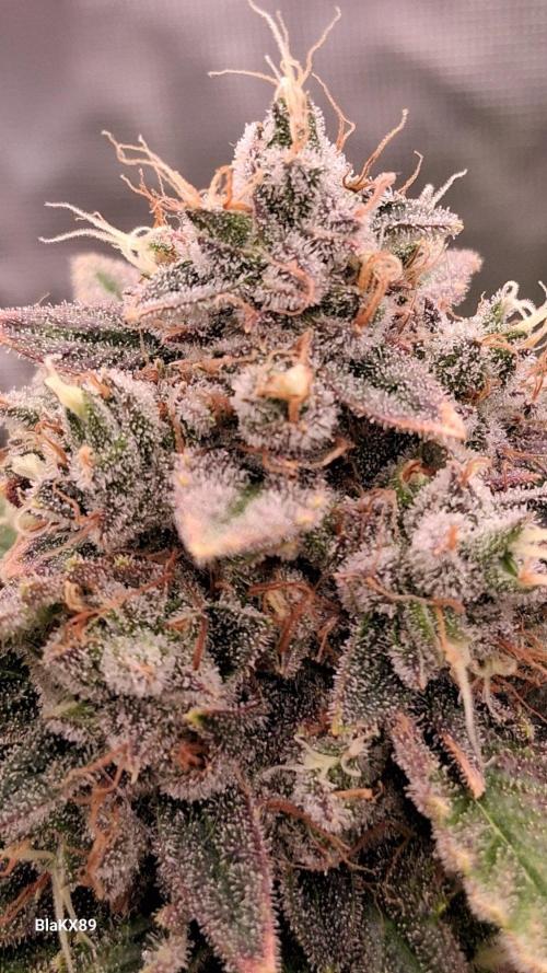 Mendo Frost Auto ❄️ 🏆. Week 10