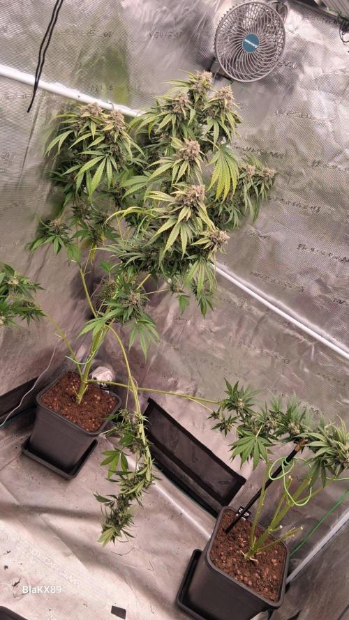 Mendo Frost Auto ❄️ 🏆. Week 10