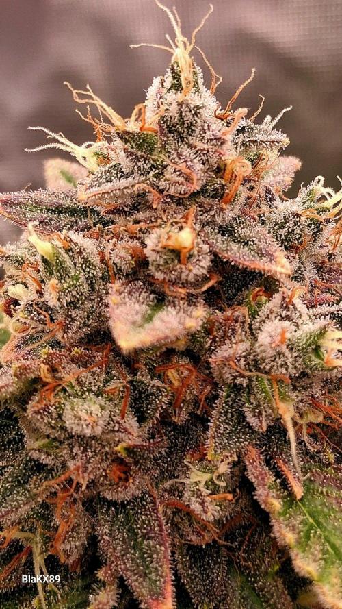 Mendo Frost Auto ❄️ 🏆. Week 10