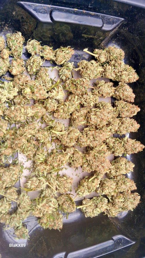 Mendo Frost Auto ❄️ 🏆. Week 10