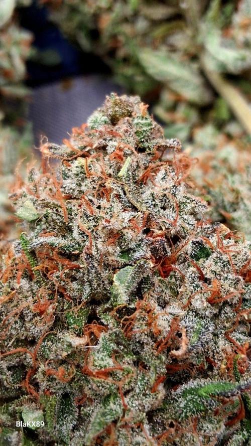 Mendo Frost Auto ❄️ 🏆. Week 10
