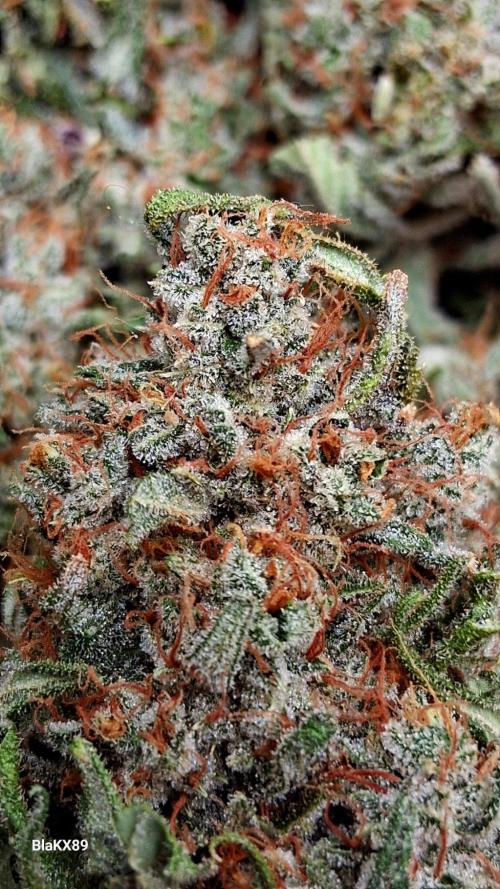 Mendo Frost Auto ❄️ 🏆. Week 10