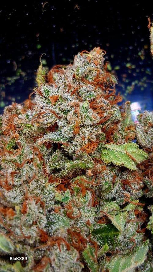 Mendo Frost Auto ❄️ 🏆. Week 10