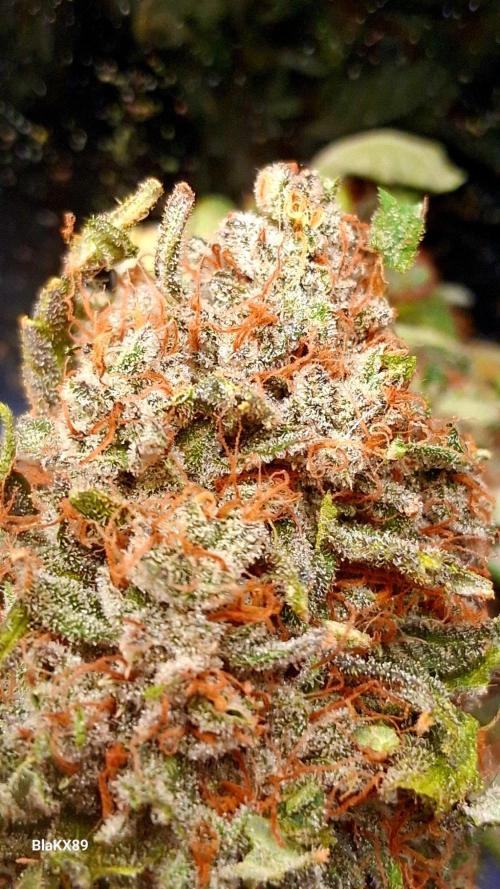 Mendo Frost Auto ❄️ 🏆. Week 10