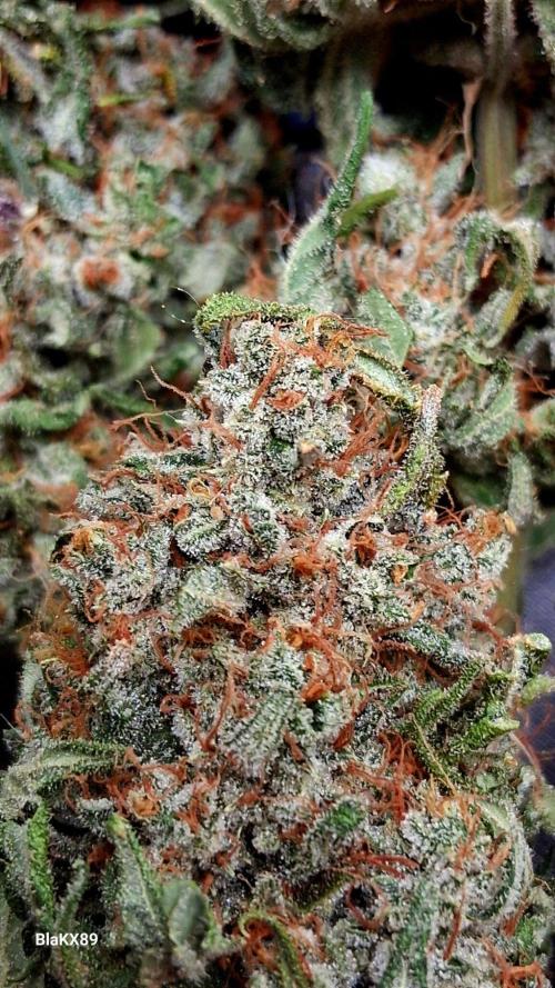 Mendo Frost Auto ❄️ 🏆. Week 10