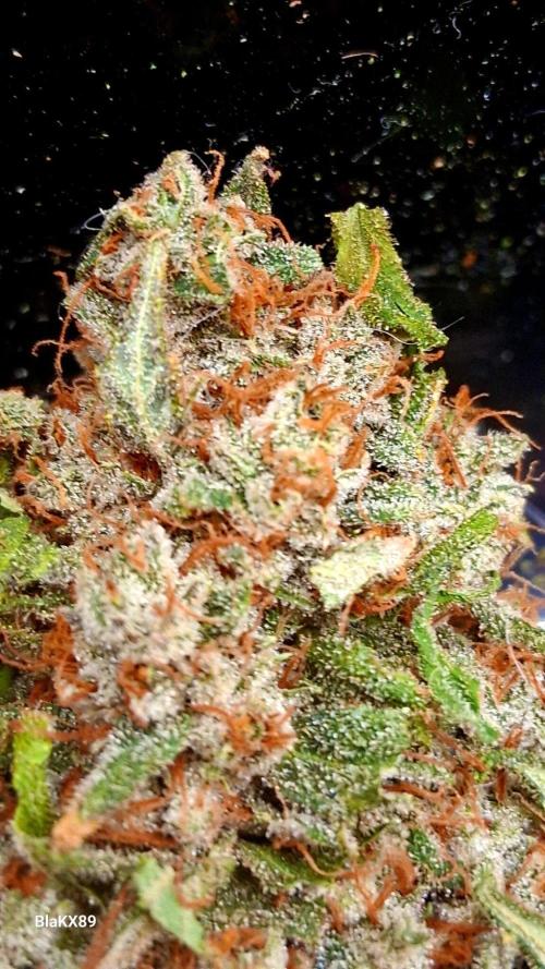 Mendo Frost Auto ❄️ 🏆. Week 10