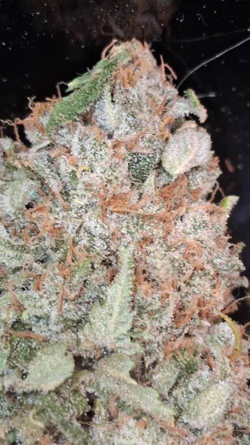 Mendo Frost Auto ❄️ 🏆