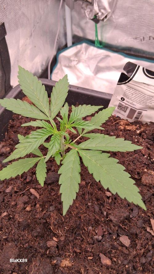 GMO Auto Fast Buds. Week 2