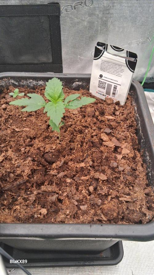 Gorilla Punch Auto 🦍 🥊 Fast Buds. Week 1