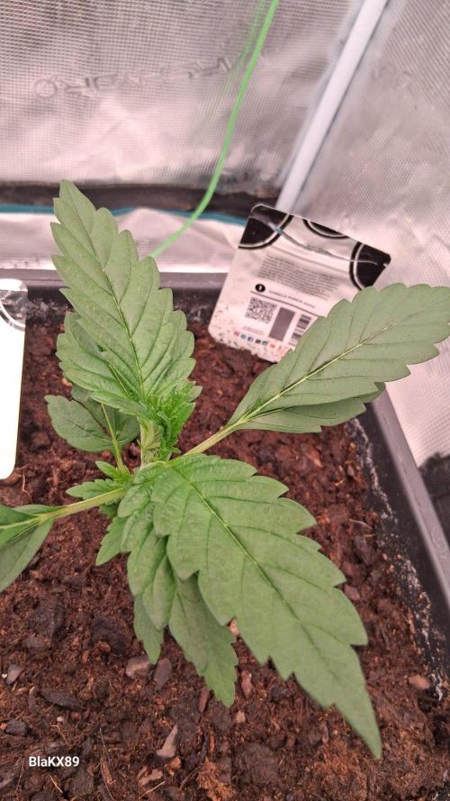 Gorilla Punch Auto 🦍 🥊 Fast Buds. Week 2